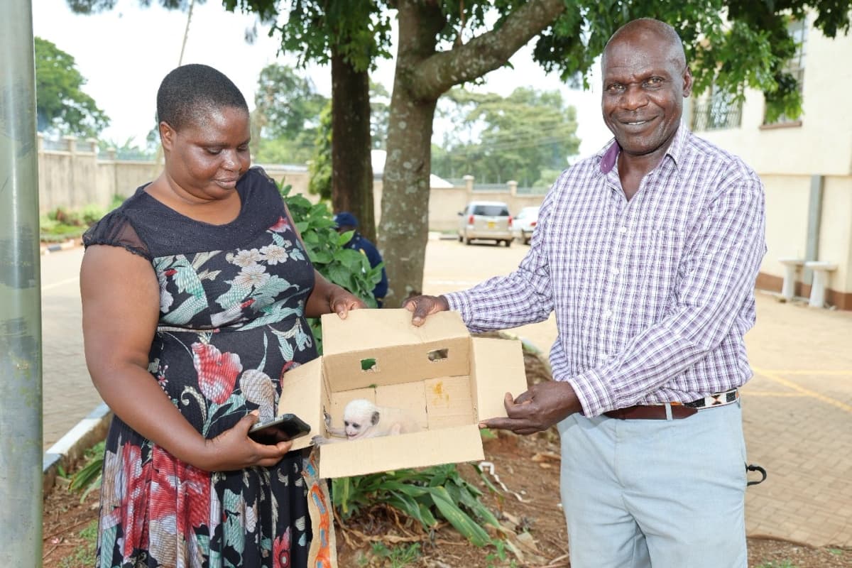 Citizen Science in Action: Community Heroes Rescue Baby Colobus Monkey